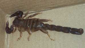 Encontraron un alacrán en una vivienda de Chimbas Encontraron un alacrán en una vivienda de Chimbas