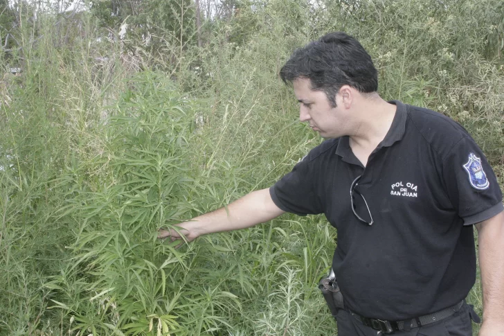 Secuestraron diez plantas de marihuana en Rawson Secuestraron diez plantas de marihuana en Rawson