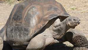 Hallan súper tortuga Hallan súper tortuga