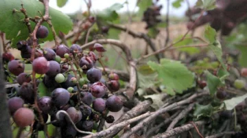 Hay unas 500 hectáreas afectadas en Sarmiento Hay unas 500 hectáreas afectadas en Sarmiento