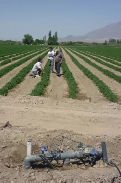 El fenómeno La Niña y la sequía están perjudicando la agricultura El fenómeno La Niña y la sequía están perjudicando la agricultura