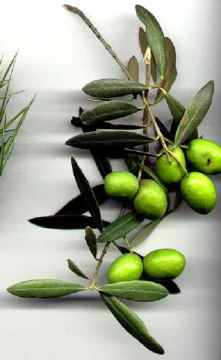 Olivo: Piden tratamiento a nivel nacional como vid Olivo: Piden tratamiento a nivel nacional como vid