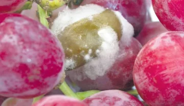 Funguicidas nuevos para podredumbre Funguicidas nuevos para podredumbre