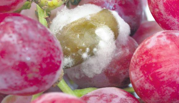 Funguicidas nuevos para podredumbre Funguicidas nuevos para podredumbre