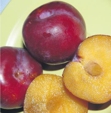 Cosecha de ciruelas: un 43 por ciento menor a la estimada Cosecha de ciruelas: un 43 por ciento menor a la estimada