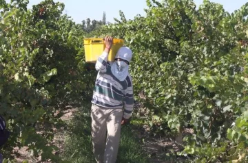 De 7.000 gameleros que se necesita, faltan 1.500 De 7.000 gameleros que se necesita, faltan 1.500