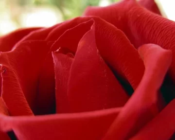 La Rosa símbolo del amor y la belleza La Rosa símbolo del amor y la belleza