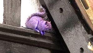 ¿Una ardilla violeta? ¿Una ardilla violeta?