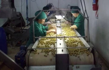La recolección de aceitunas conserveras comienza con una fuerte merma en rindes La recolección de aceitunas conserveras comienza con una fuerte merma en rindes