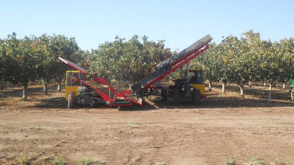 San Juan produce y comercializa U$S3,5 millones anuales de pistacho San Juan produce y comercializa U$S3,5 millones anuales de pistacho