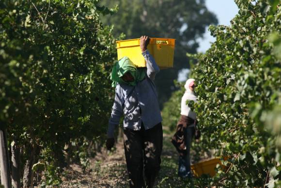 El blanqueo para cosechadores, en “punto muerto” El blanqueo para cosechadores, en “punto muerto”