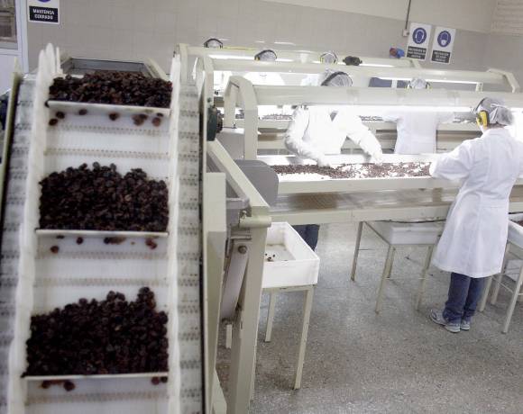 Se “enfriaron” los envíos de pasas de uva a Brasil Se “enfriaron” los envíos de pasas de uva a Brasil