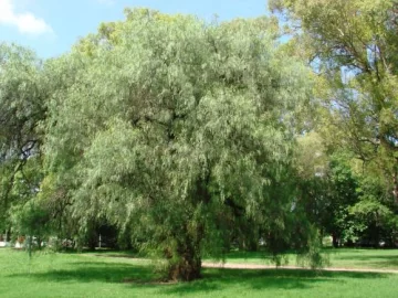 Falso Pimentero Falso Pimentero