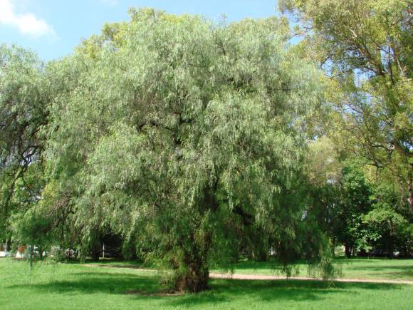 Falso Pimentero Falso Pimentero