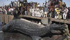 Hallan tiburón gigante Hallan tiburón gigante