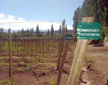 Vinos: en Francia ofrecen inversiones en Calingasta Vinos: en Francia ofrecen inversiones en Calingasta