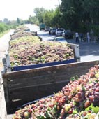 Promediando la cosecha de uvas, Mendoza ha elaborado poco mosto Promediando la cosecha de uvas, Mendoza ha elaborado poco mosto