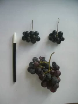 Una cosecha con grandes mermas Una cosecha con grandes mermas