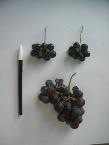 Una cosecha con grandes mermas Una cosecha con grandes mermas