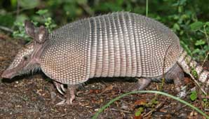 La mascota de Brasil 2014 La mascota de Brasil 2014