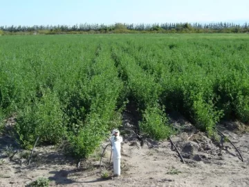Bajó un 80% la superficie con alfalfa para semilla en San Juan Bajó un 80% la superficie con alfalfa para semilla en San Juan