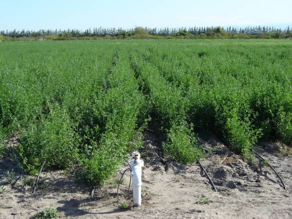 Bajó un 80% la superficie con alfalfa para semilla en San Juan Bajó un 80% la superficie con alfalfa para semilla en San Juan