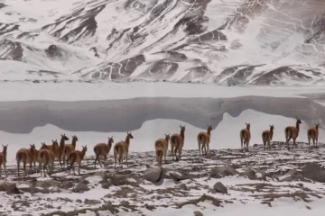 Operativo invierno: un mes de reservas de todo Operativo invierno: un mes de reservas de todo