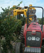 La vendimia tendrá una merma cercana al 30% para San Juan La vendimia tendrá una merma cercana al 30% para San Juan
