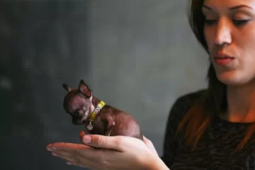 ¿El chihuahua más chico? ¿El chihuahua más chico?