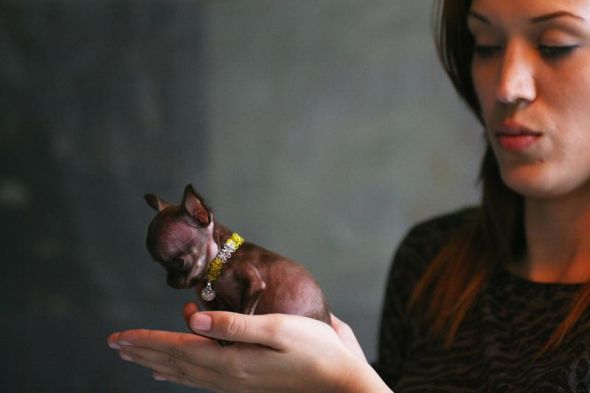 ¿El chihuahua más chico? ¿El chihuahua más chico?