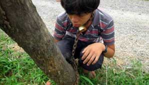 Encadenó a su hijo a un poste para que deje los videojuegos Encadenó a su hijo a un poste para que deje los videojuegos