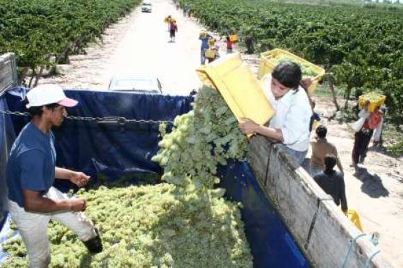 La uva sigue traccionando la demanda de mano de obra La uva sigue traccionando la demanda de mano de obra