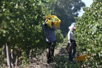 Subsistencia generacional de los minifundios vitivinícolas Subsistencia generacional de los minifundios vitivinícolas
