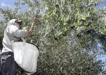 Menos aceitunas, cosecha más cara y aceite aún barato Menos aceitunas, cosecha más cara y aceite aún barato