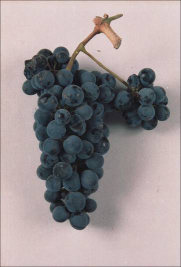 En 20 años la superficie de Malbec en Argentina creció más del 200% En 20 años la superficie de Malbec en Argentina creció más del 200%