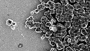 Con bacterias Con bacterias