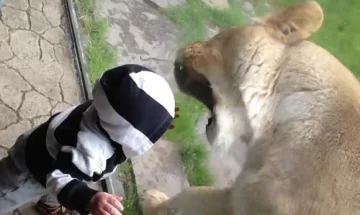 Lo salvó el vidrio Lo salvó el vidrio