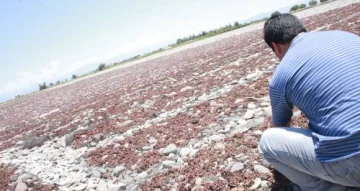 Las pasas locales están entrando otra vez a Brasil Las pasas locales están entrando otra vez a Brasil