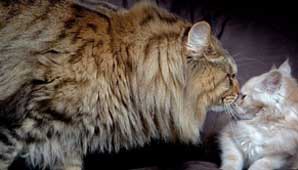 El más gordo del mundo El más gordo del mundo