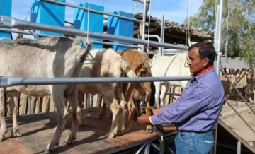 Tambo caprino Tambo caprino