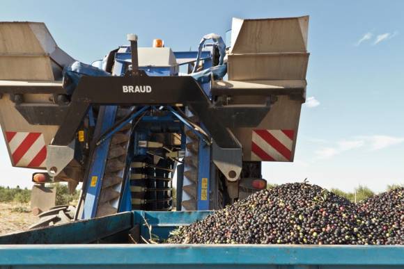 La cosecha de aceituna terminó con una merma superior al 70% La cosecha de aceituna terminó con una merma superior al 70%