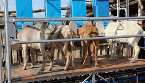 Productores caprinos ya cuentan con tambos caprinos Productores caprinos ya cuentan con tambos caprinos