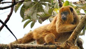 Monos deprimidos Monos deprimidos