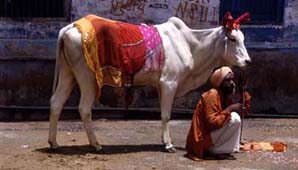 Geriátrico para vacas Geriátrico para vacas