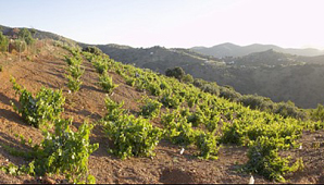 Estudian la viabilidad de plantar vid en la montaña Estudian la viabilidad de plantar vid en la montaña