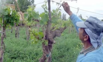 Vino Moscato o Moscatel, un nuevo producto que representará a Argentina Vino Moscato o Moscatel, un nuevo producto que representará a Argentina