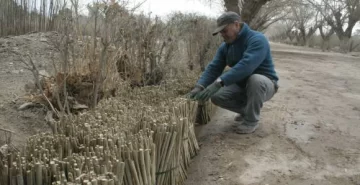 Árboles hasta un 50% más baratos que en el mercado Árboles hasta un 50% más baratos que en el mercado