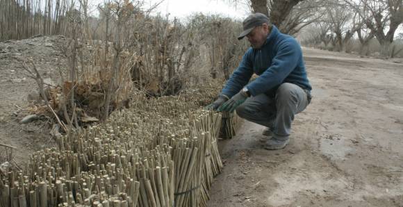 Árboles hasta un 50% más baratos que en el mercado Árboles hasta un 50% más baratos que en el mercado