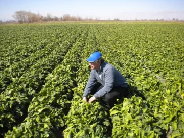 Espinacas con riego por goteo llegan a 50.000 kilos/hectárea Espinacas con riego por goteo llegan a 50.000 kilos/hectárea