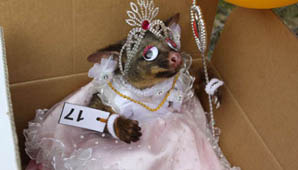 Concurso macabro Concurso macabro